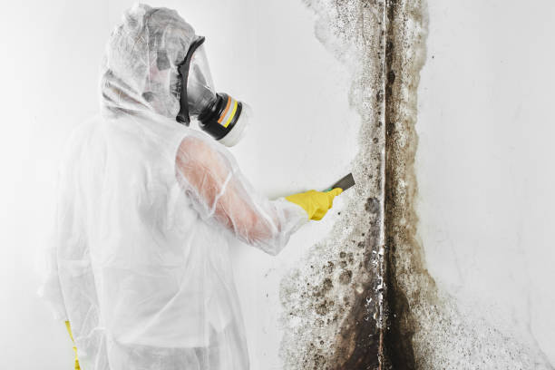 Best Mold Remediation for Specific Building Types in Ivanhoe, CA