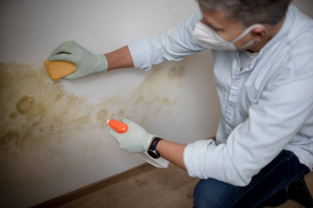 Best Health and Safety Mold Remediation in Ivanhoe, CA
