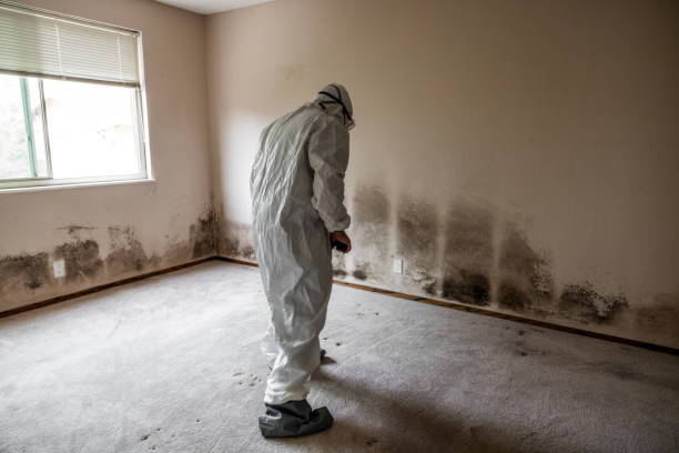 Best Bathroom Mold Remediation in Ivanhoe, CA