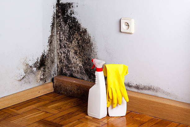 Best Residential Mold Remediation in Ivanhoe, CA