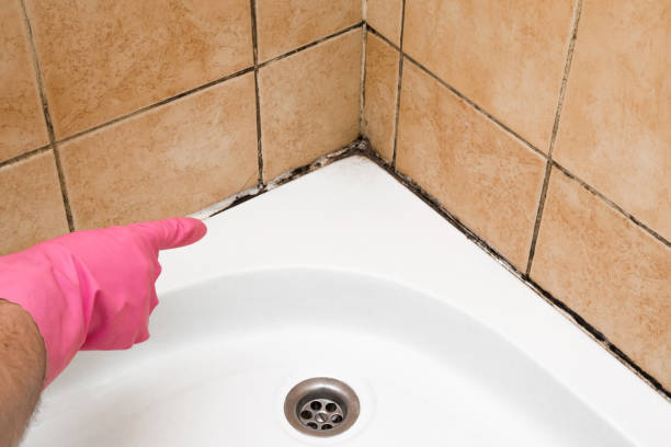 Best HVAC Mold Remediation in Ivanhoe, CA